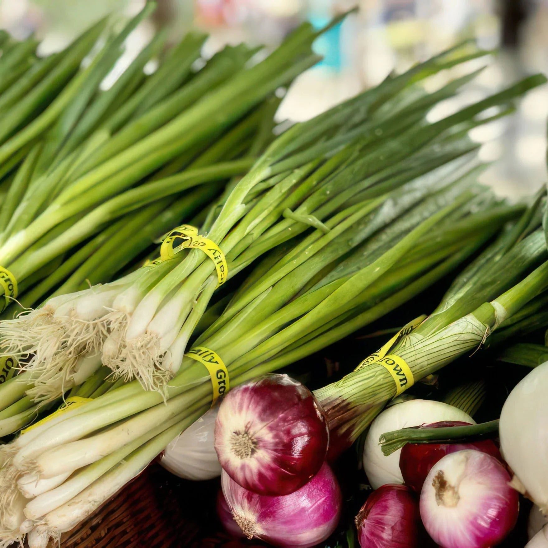 Lake Oswego Farmer's Market - STEELPORT
